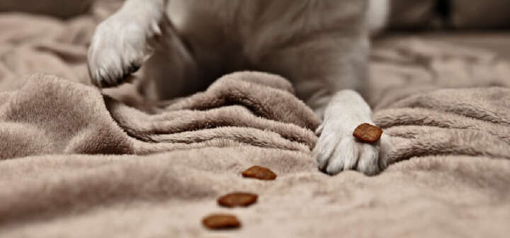 buffo themeneinstieg leckerli